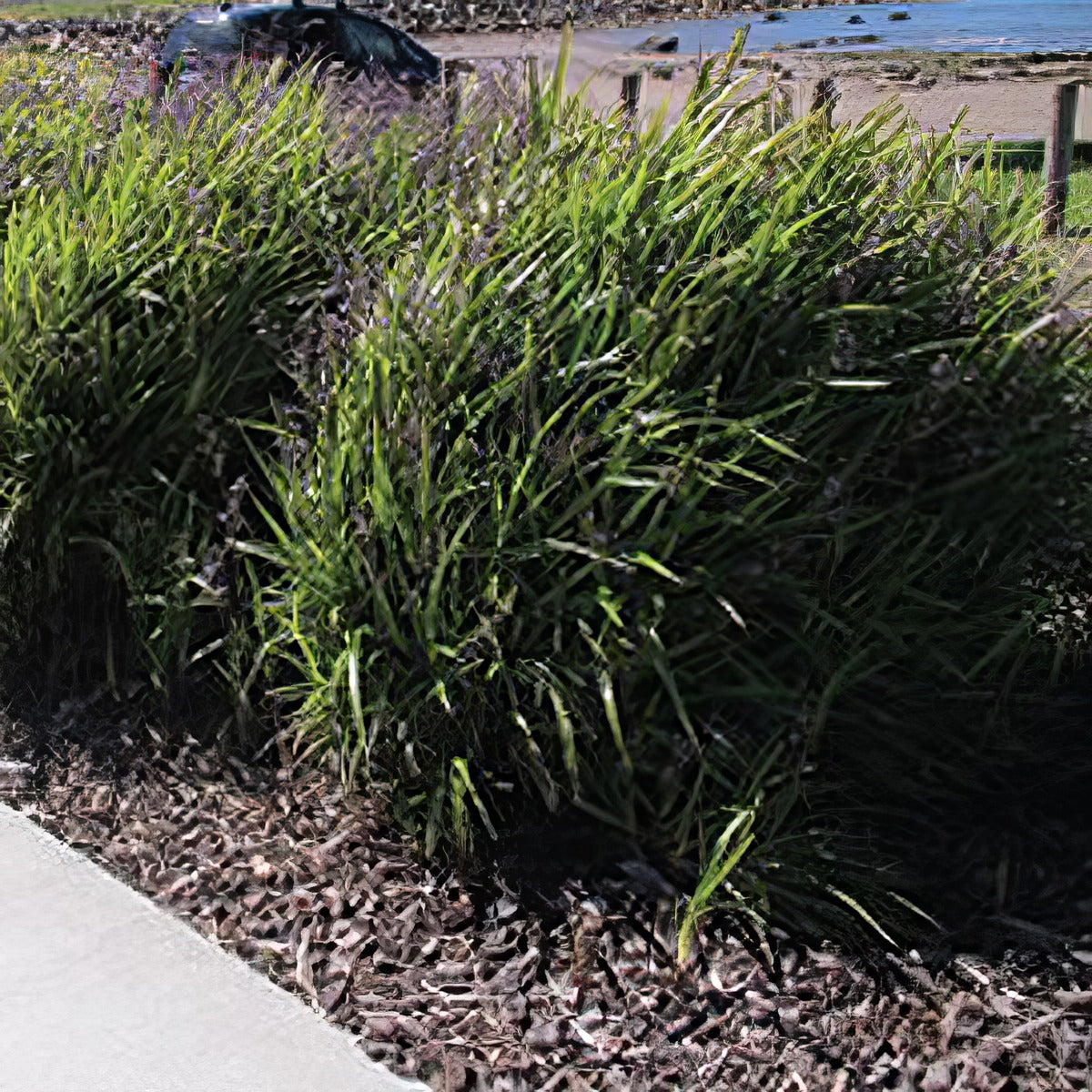 Dianella Breeze - Garden Express Australia