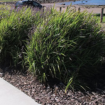Dianella Breeze - Garden Express Australia