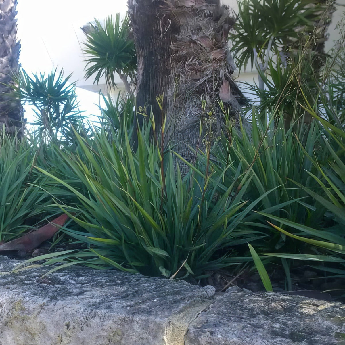 Dianella Cassa Blue - Garden Express Australia