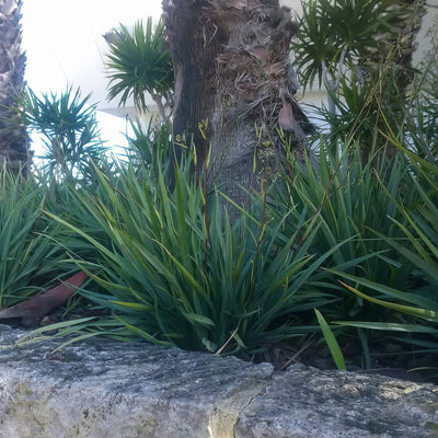 Dianella Cassa Blue - Garden Express Australia