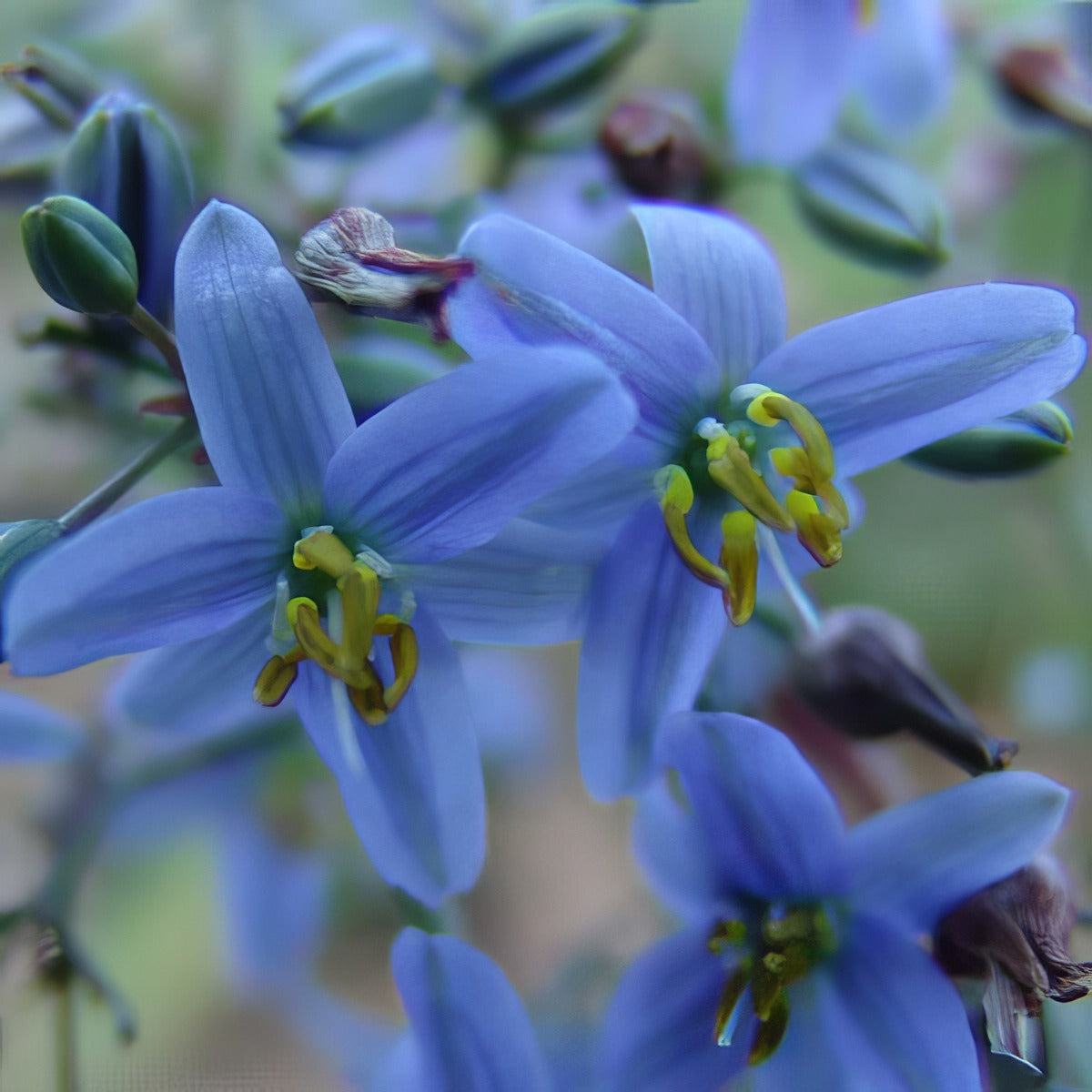 Dianella Cassa Blue Flower - Garden Express Australia