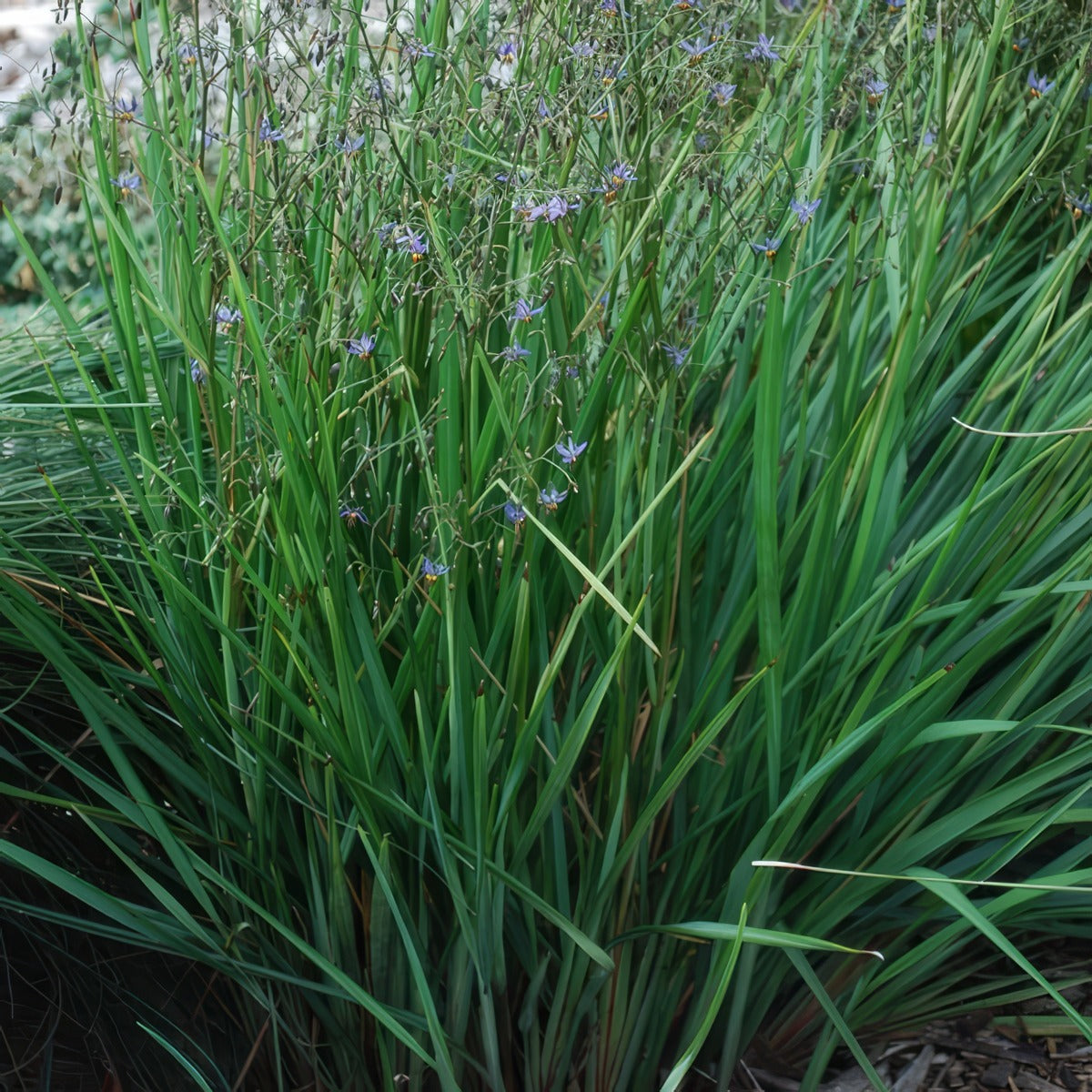 Dianella Seaspray P14diasea - Garden Express Australia