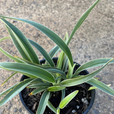 Dianella Silverado - Garden Express Australia
