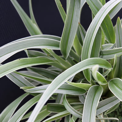 Dianella Silverado P14diasil - Garden Express Australia