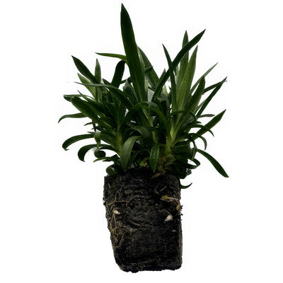 Dianthus 50cell - Garden Express Australia