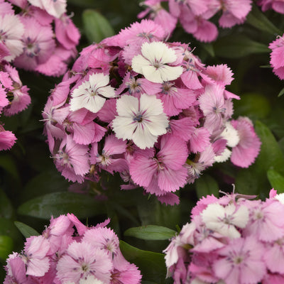 Dianthus Dart Pink Magician - Garden Express Australia