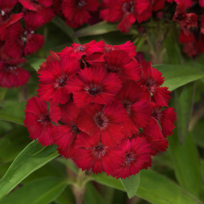 Dianthus Dart Raspberry - Garden Express Australia