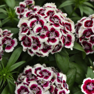 Dianthus Dart Red White Picotee - Garden Express Australia