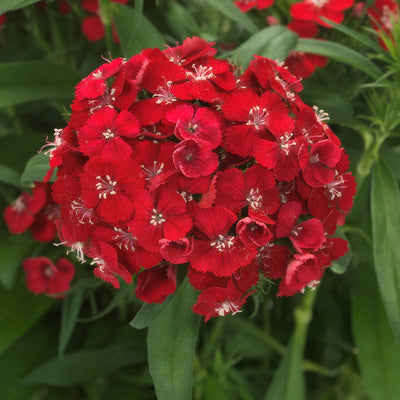 Dianthus Dart Scarlet - Garden Express Australia
