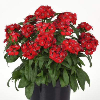 Dianthus Dart Scarlet P68diadsc - Garden Express Australia