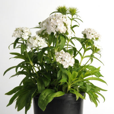 Dianthus Dash White - Garden Express Australia