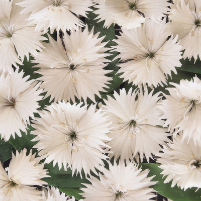 Dianthus Ideal Select White - Garden Express Australia