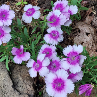 Dianthus Lavender P68dialav - Garden Express Australia