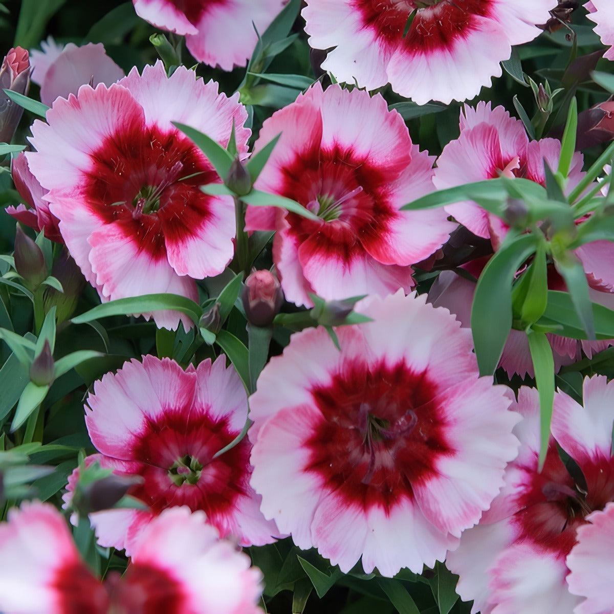 Dianthus Parfait Raspberry P68diaprb - Garden Express Australia