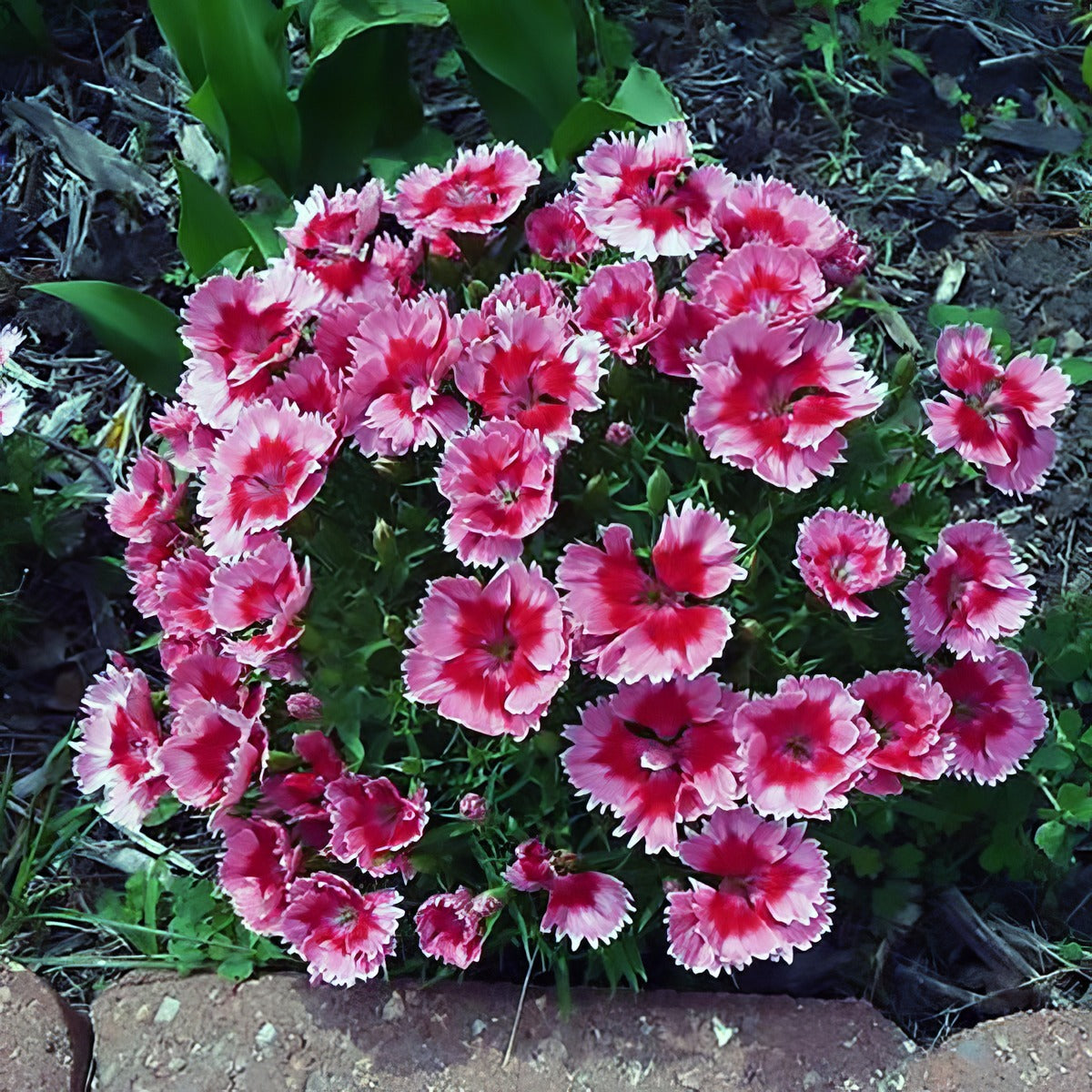 Dianthus Parfait Strawberry - Garden Express Australia