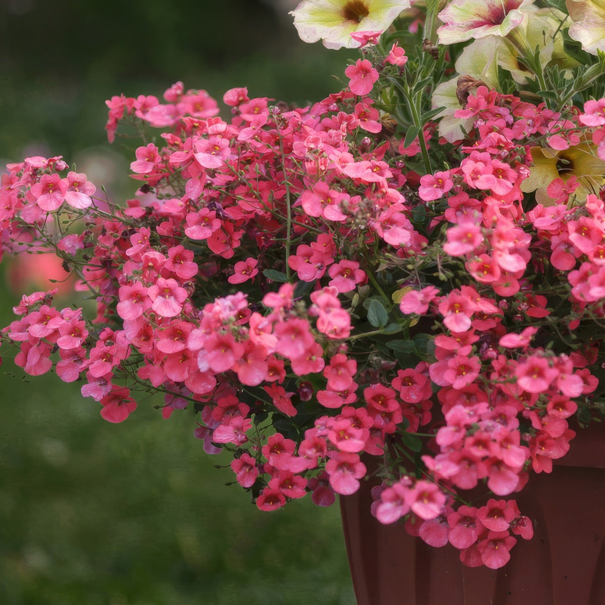 Diascia Rose Joy P68diarsj - Garden Express Australia