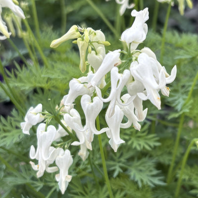 Dicentra Amore Titanium 2 Pkdicati - Garden Express Australia