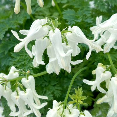 Dicentra Amore Titanium - Garden Express Australia
