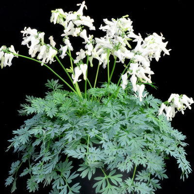 Dicentra Amore Titanium Pkdicati - Garden Express Australia