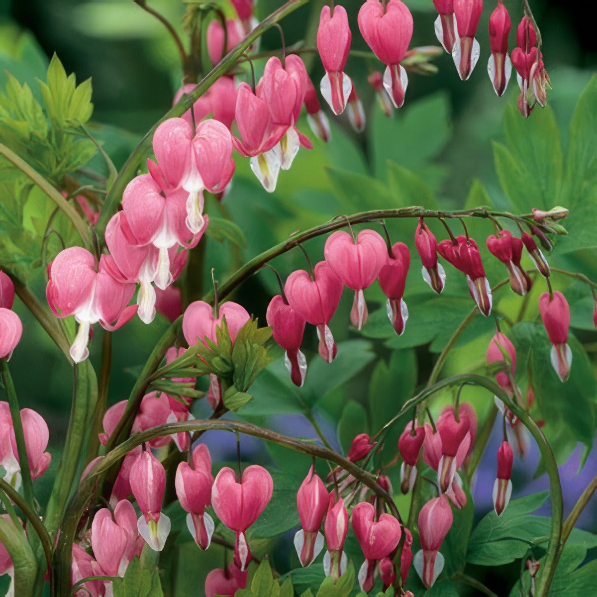 Dicentra Spectabilis Ppldicspe 17 - Garden Express Australia