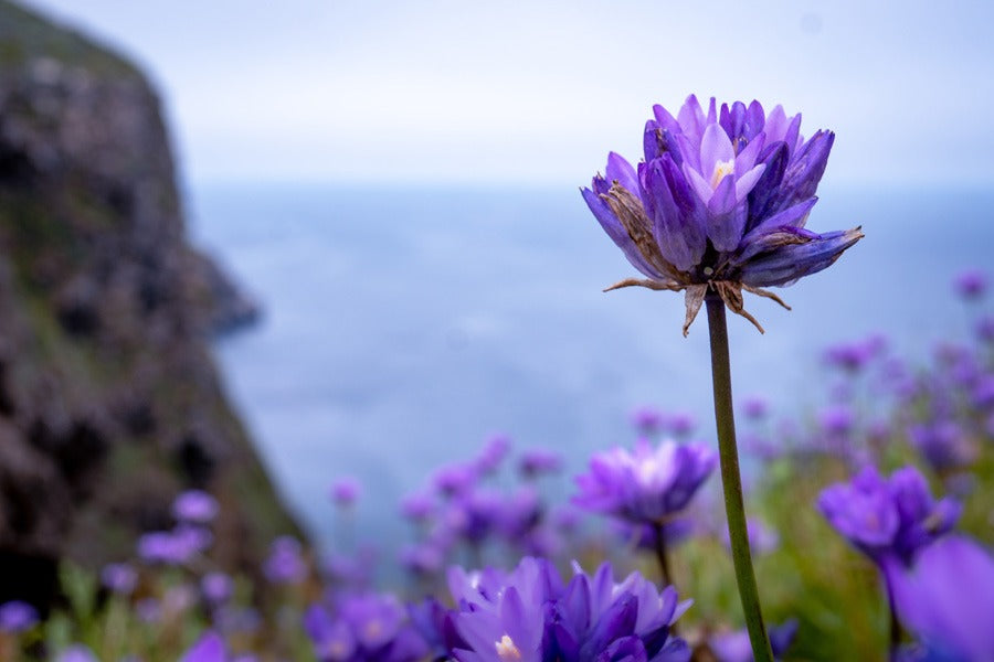 Dichelostemma Capitatum 1 Pkdiccap 2026 - Garden Express Australia