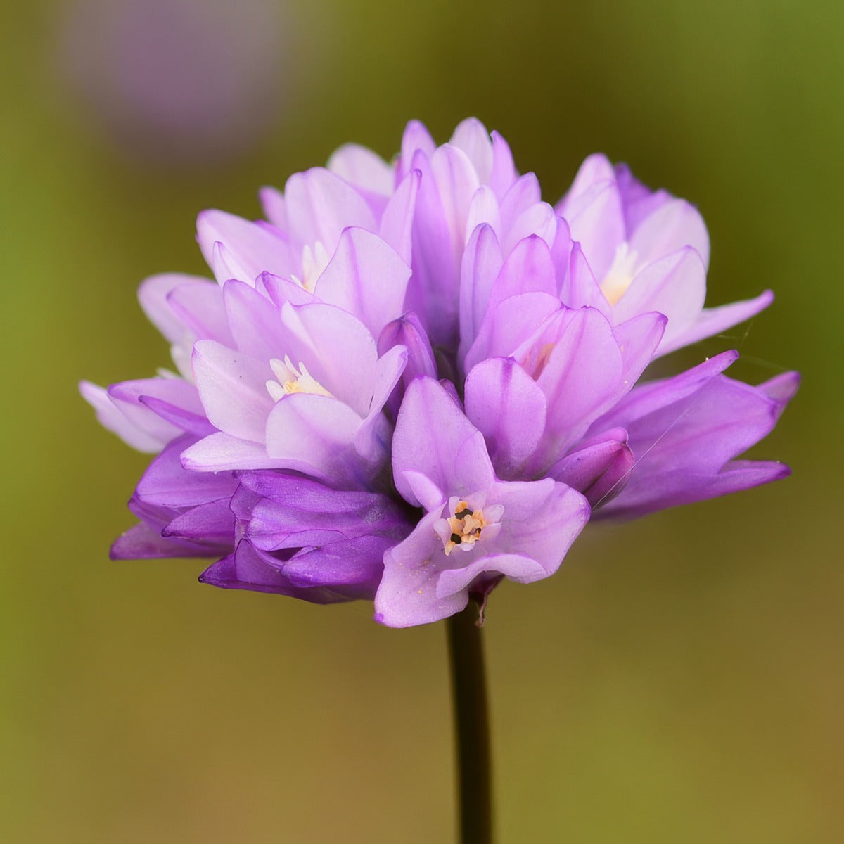 Dichelostemma Capitatum Pkdiccap 2026 - Garden Express Australia