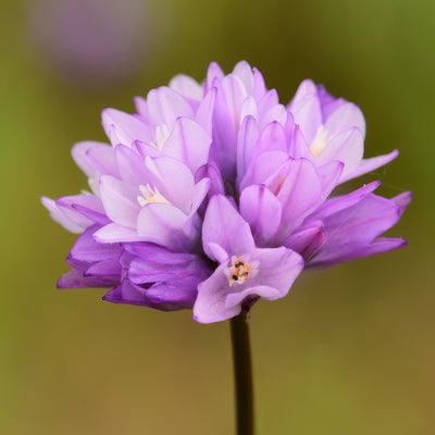 Dichelostemma Capitatum Pkdiccap 2026 - Garden Express Australia