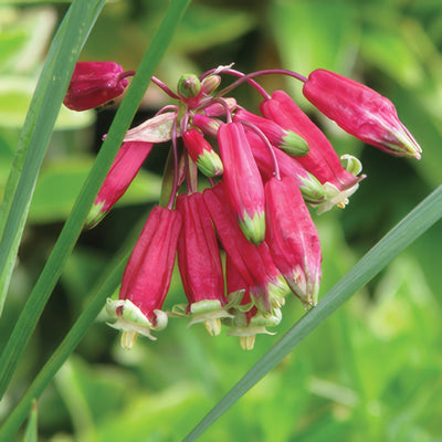 Dichelostemma Ida Maia Pkdicima 2019 - Garden Express Australia