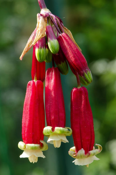 Dichelostemma Ida Maia Pkdicima 2026 - Garden Express Australia