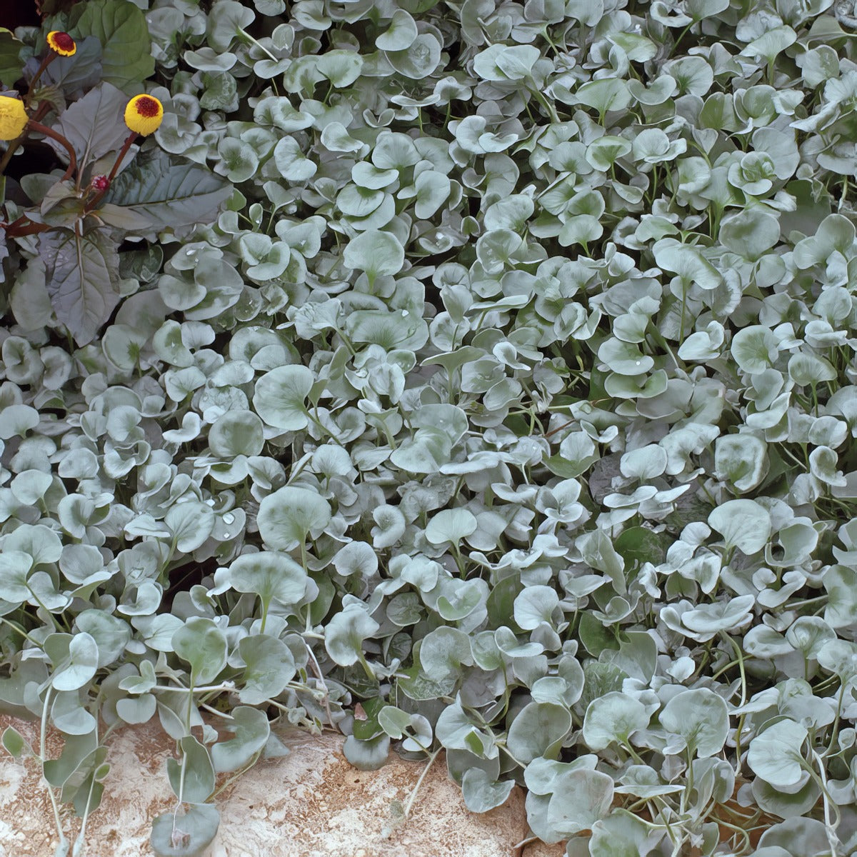 Dichondra Silver Falls 3 - Garden Express Australia
