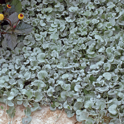Dichondra Silver Falls 3 - Garden Express Australia