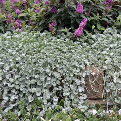 Dichondra Silver Falls 2 - Garden Express Australia