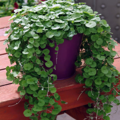 Dichondra Emerald Falls - Garden Express Australia