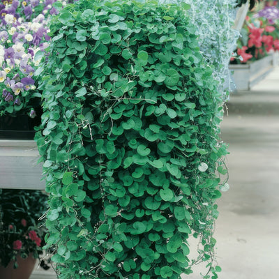 Dichondra Emerald Falls P75dicefa - Garden Express Australia