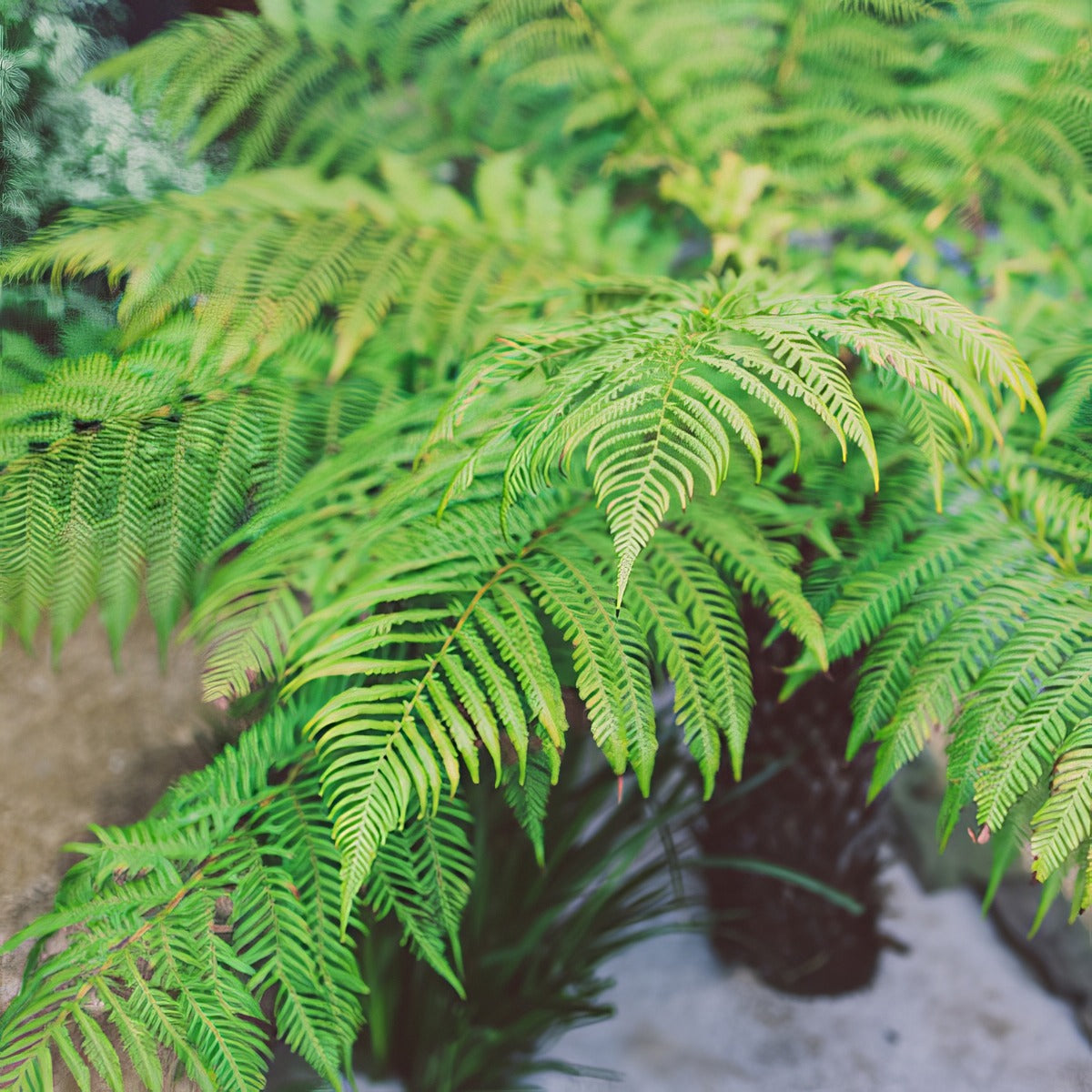 Dicksonia Soft Tree Fern P14dicstf - Garden Express Australia