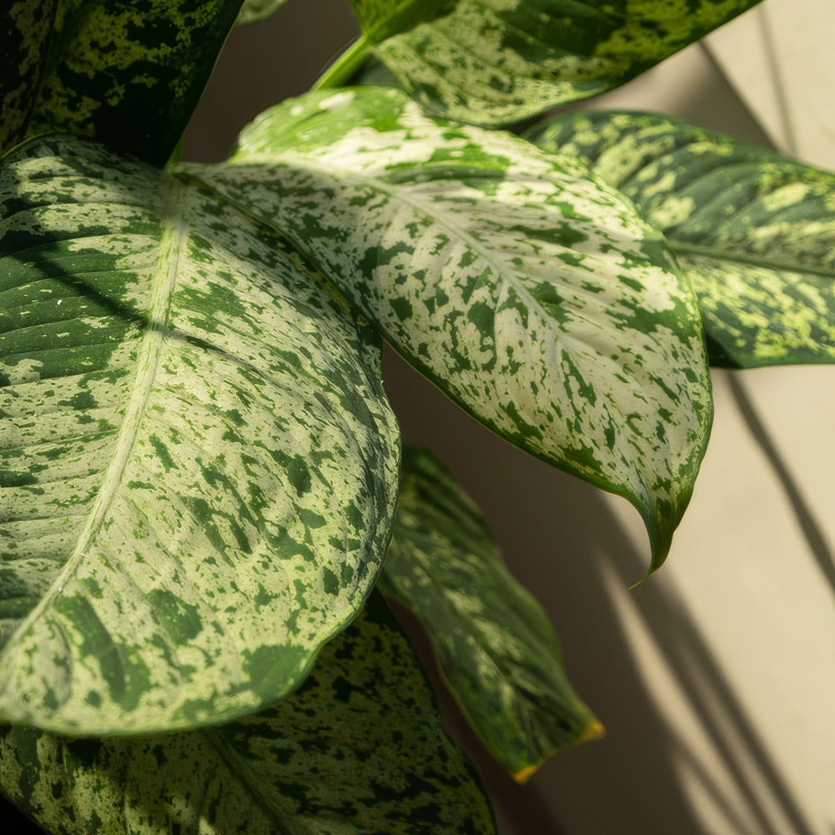 Dieffenbachia Memoria Corsii P10diemco - Garden Express Australia