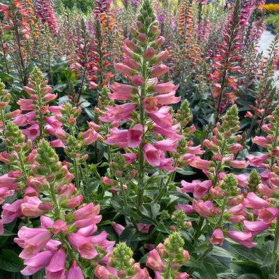 Digiplexis Flamingo - Garden Express Australia