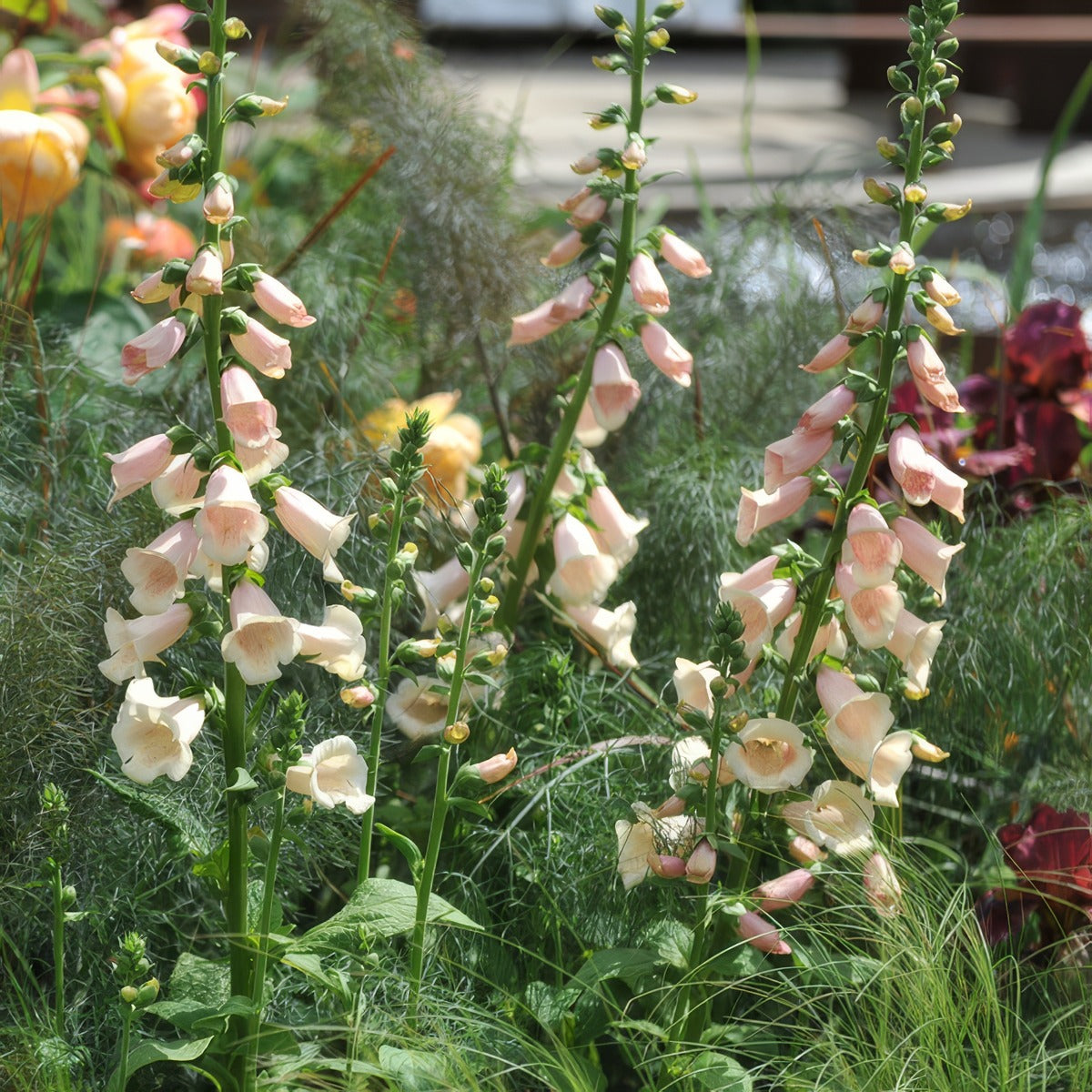 Digitalis Dalmation Peach Foxglove P68digdpf - Garden Express Australia