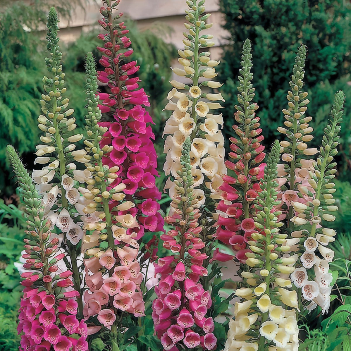 Digitalis Foxy Mixed Foxgloves P68digfox - Garden Express Australia