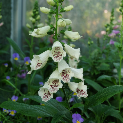 Digitalis Pams Choice - Garden Express Australia