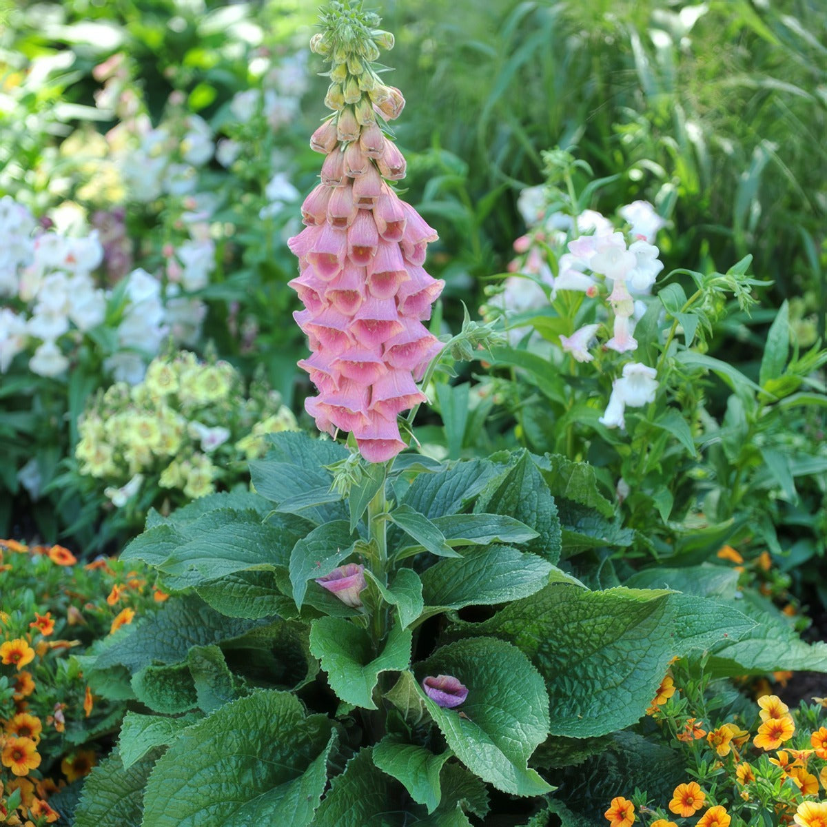 Digitalis Strawberry Foxglove P68digstr - Garden Express Australia