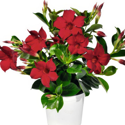 Dipladenia Marbella Red 1 - Garden Express Australia