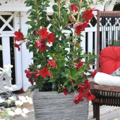 Dipladenia Marbella Red - Garden Express Australia