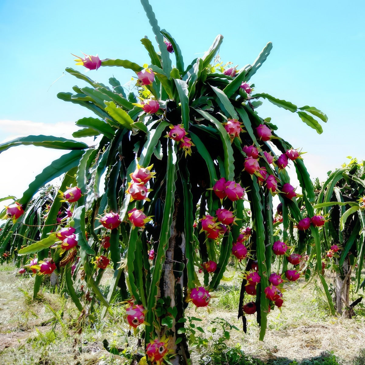 Dragon Fruit Guatemala Red - Garden Express Australia