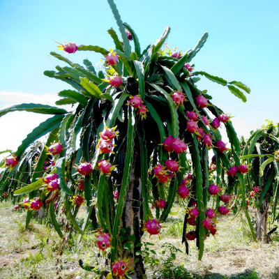 Dragon Fruit Guatemala Red - Garden Express Australia