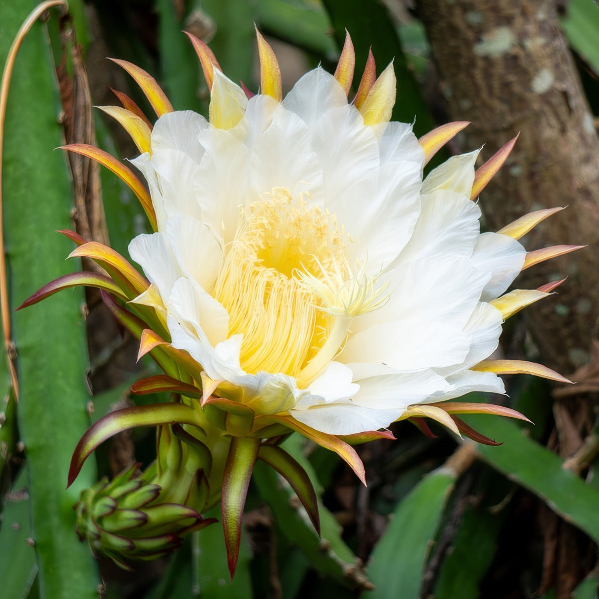 Dragon Fruit Guatemala Red Flower - Garden Express Australia