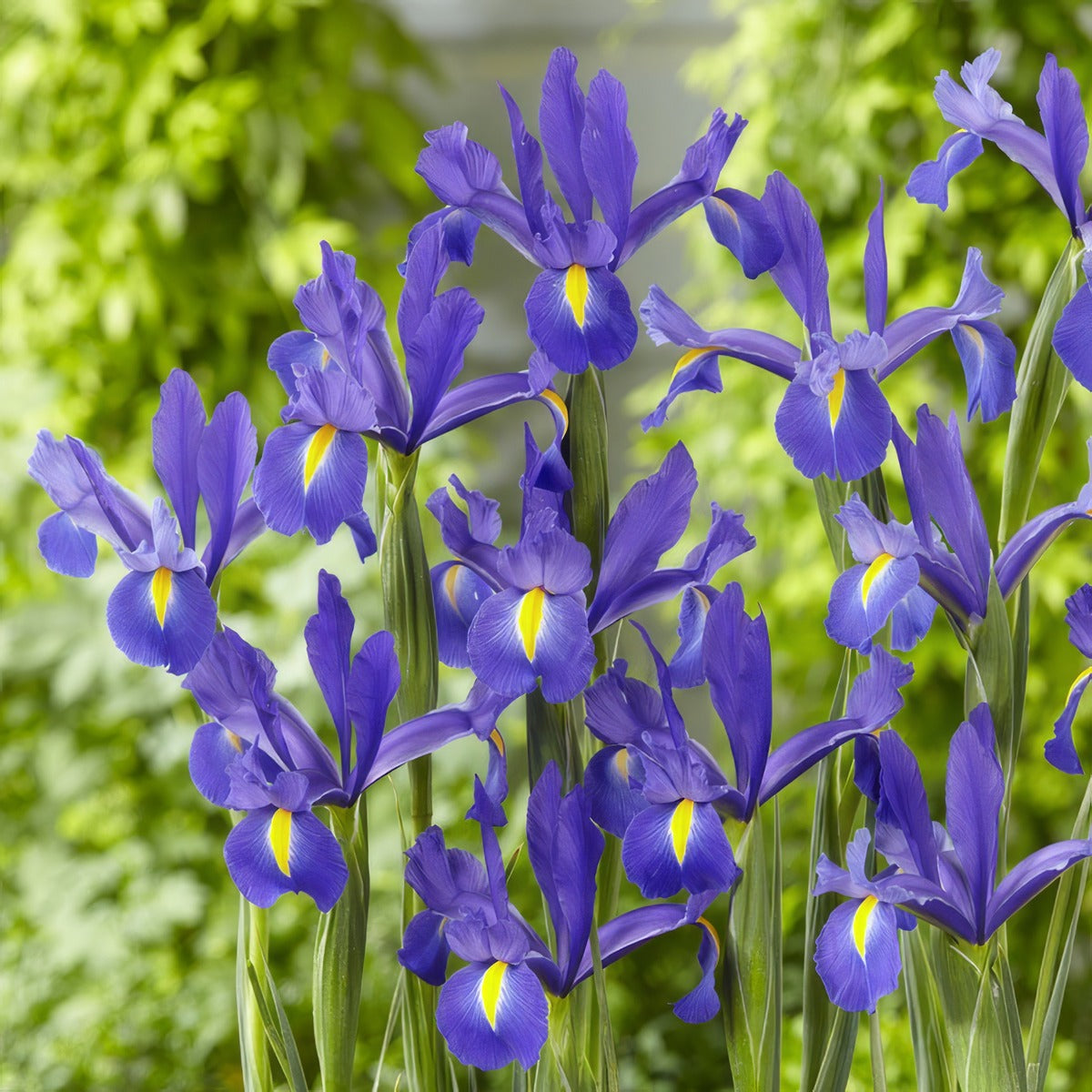 Dutch Iris Discovery V Pkdirdis - Garden Express Australia