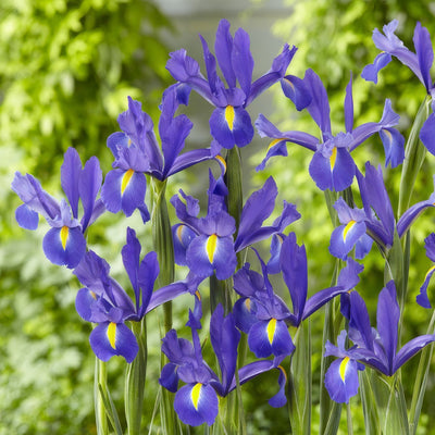 Dutch Iris Discovery V Pkdirdis - Garden Express Australia