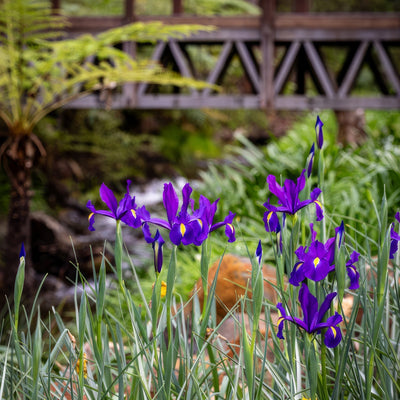 Dutch Iris Discovery Purple Pkdirdpu 2026 - Garden Express Australia