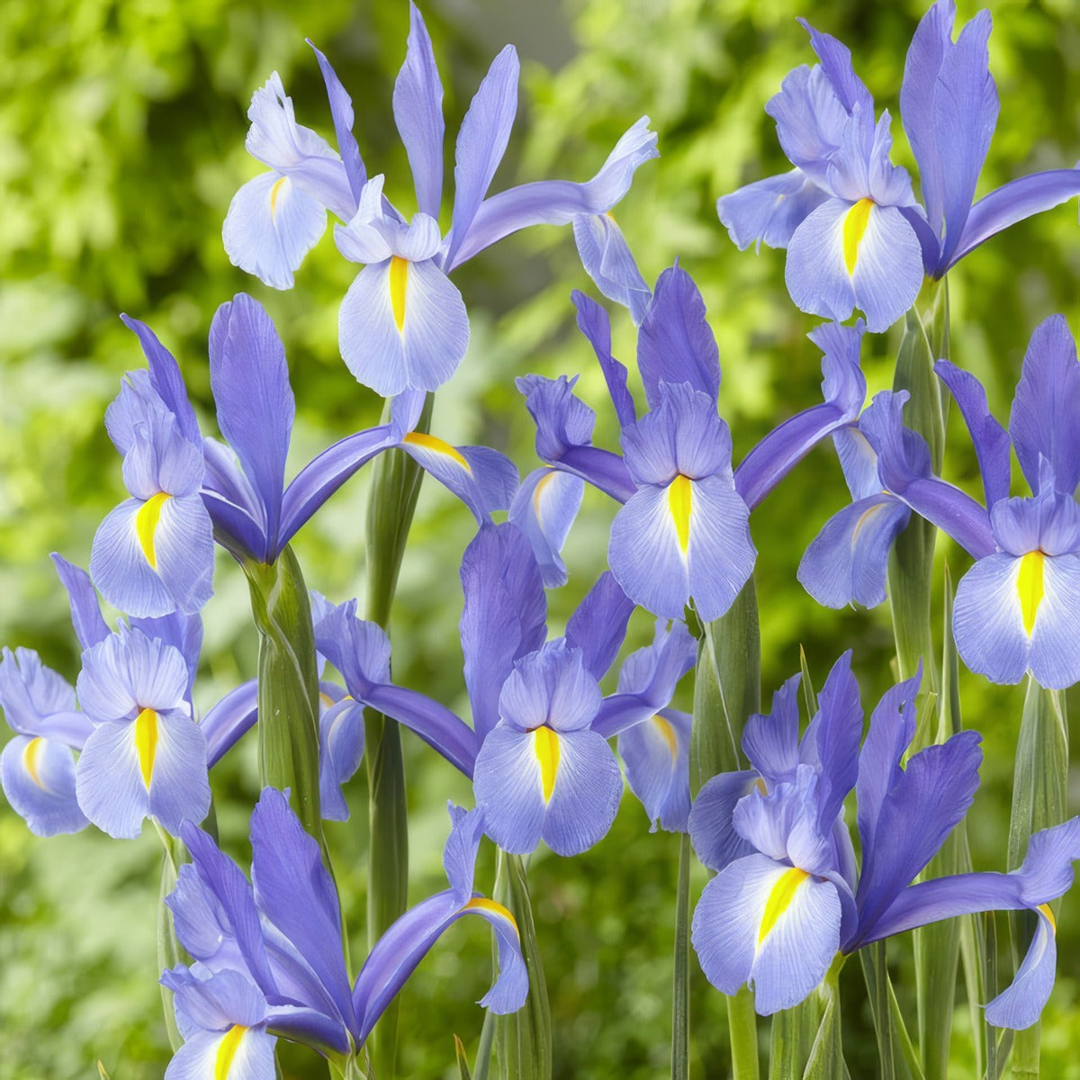 Dutch Iris Discovery Sky Pkdirdsk V2 - Garden Express Australia